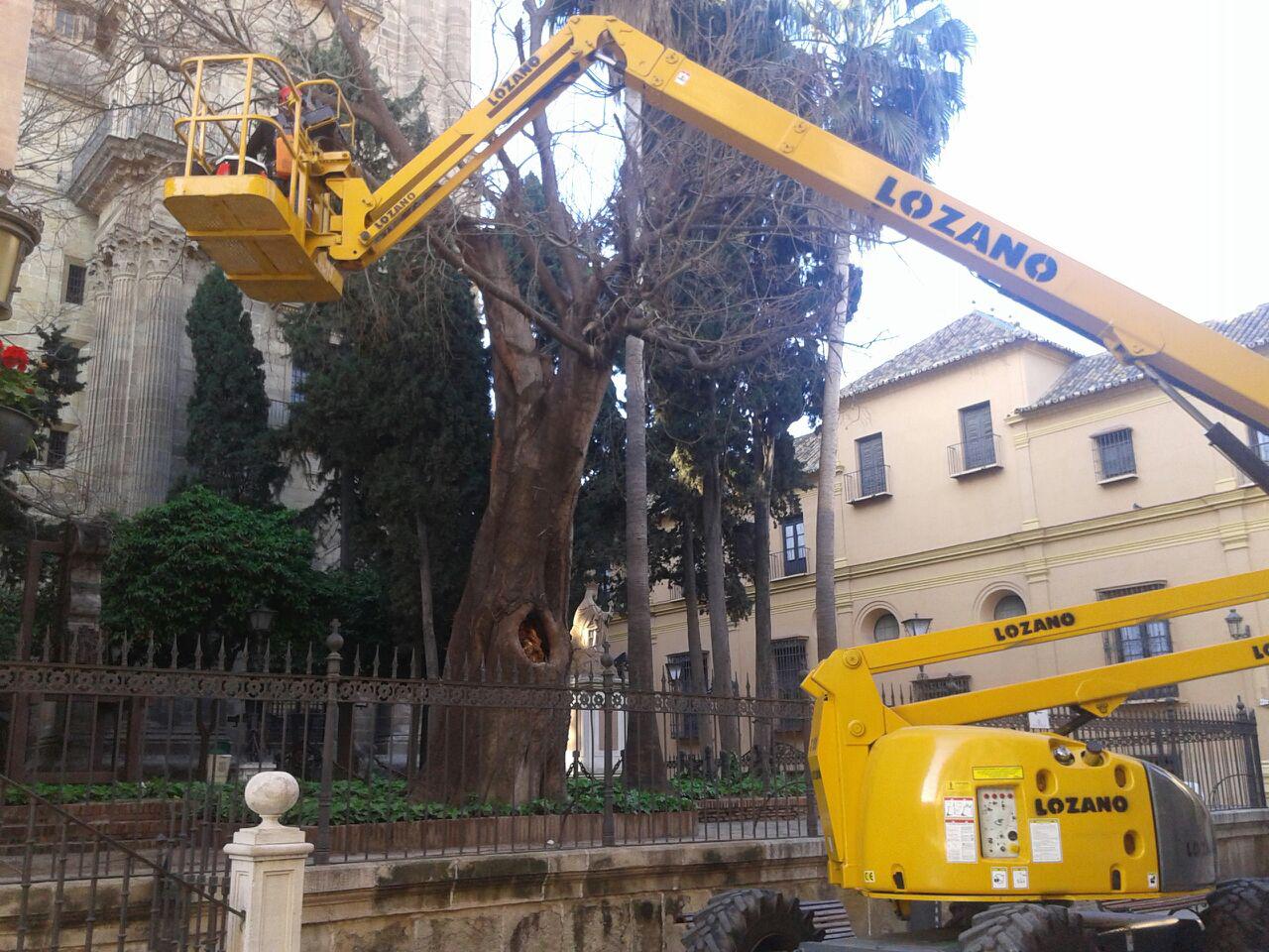 Almez de la Catedral, en el momento de la poda