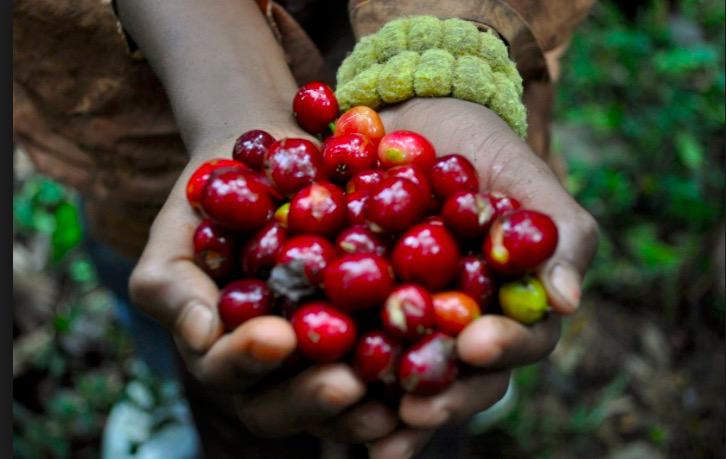 Por sus frutos les conoceréis