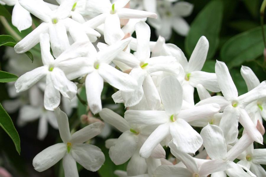 CUARESMA 2021. Manzanas y jazmines, por Rafael Pérez