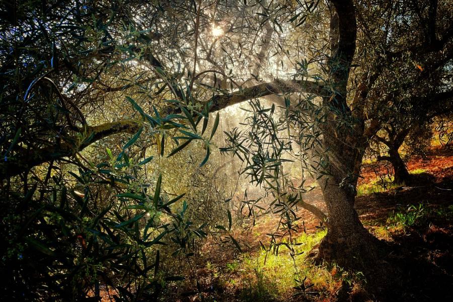 Mensaje de la CEE  para la Jornada Mundial de Oración por el Cuidado de la Creación