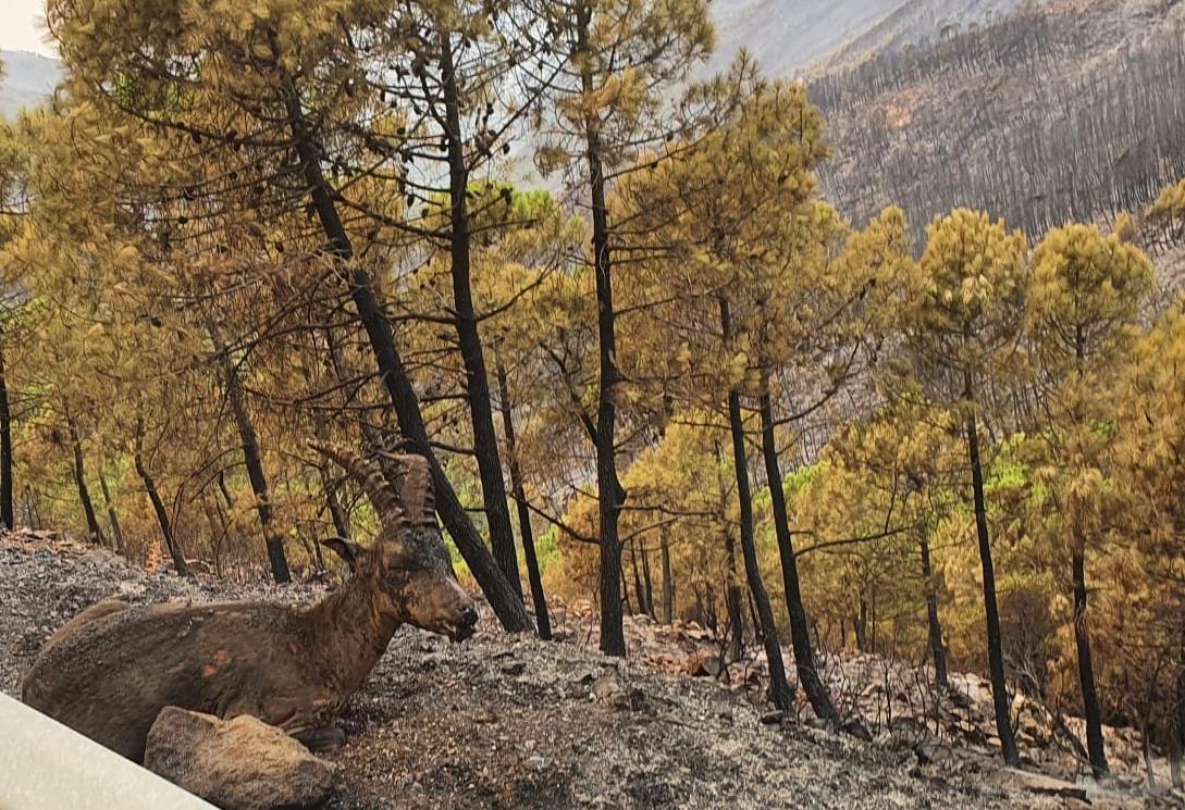 Sierra Bermeja: Un paraíso natural destruido