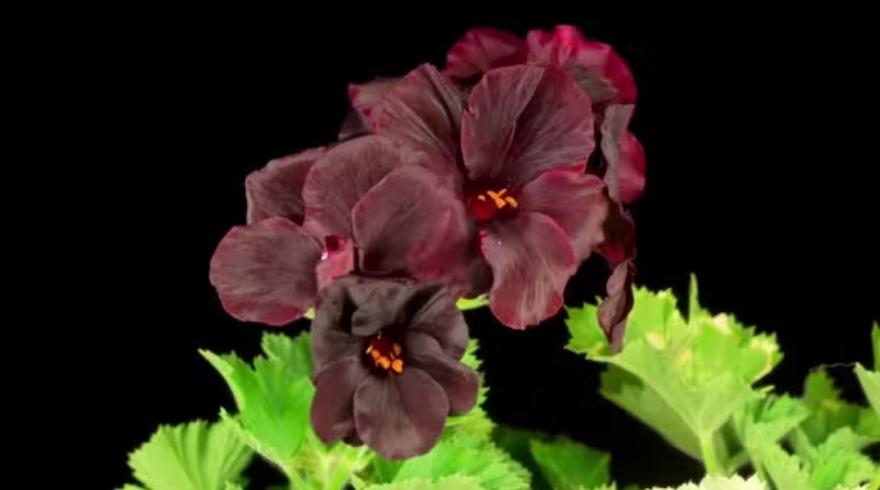 Geranios negros
