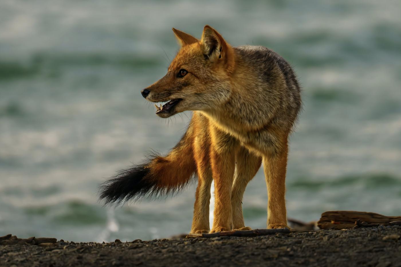 Comentario al Evangelio. La pregunta