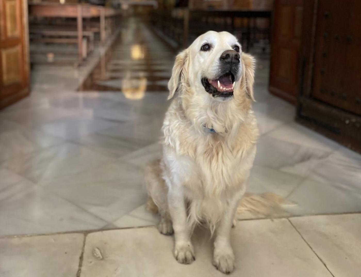 Bendición de los animales por san Antonio Abad