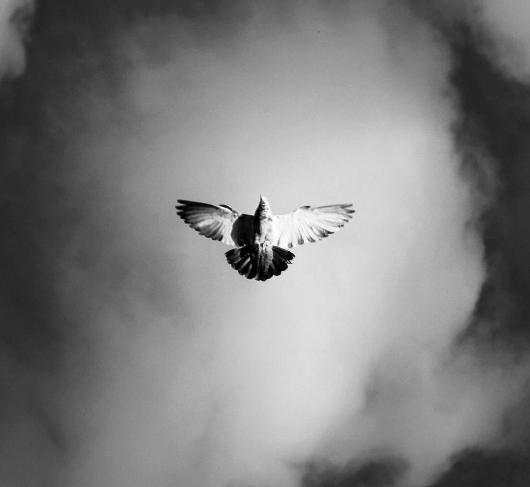 Comentario en texto al Evangelio del periodista Antonio Moreno