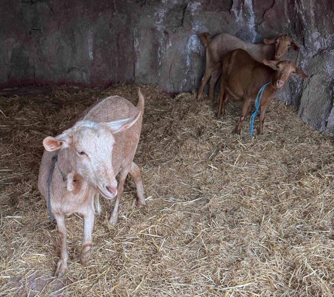 Belén viviente de Virgen Madre, una catequesis vivida por toda la parroquia